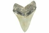 Serrated, Fossil Megalodon Tooth - North Carolina #365988-2